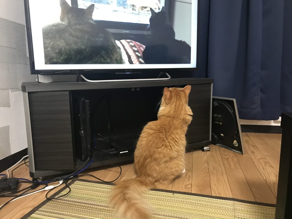 猫視聴率の高いテレビ番組は オヤツノタメニ